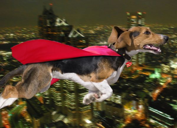 superdog